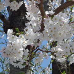 🌸桜🌸