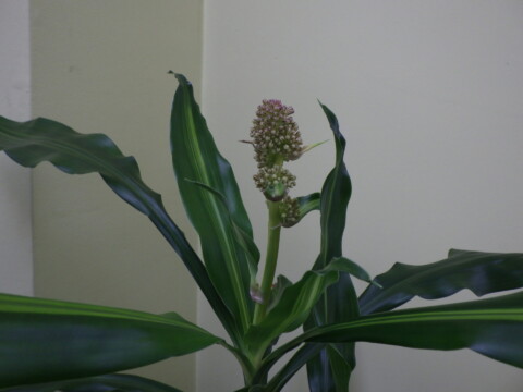 ドラセナの花